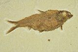 Fossil Fish (Knightia alta) - Wyoming #295605-1